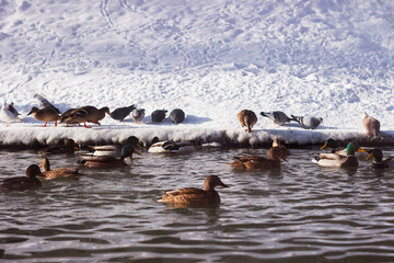Fototapeta premium Pigeons and ducks eat grain near the lake in winter. Feeding birds in snowy weather