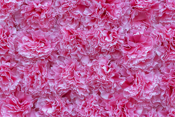 Flowers pink beautiful color lay on table for use background