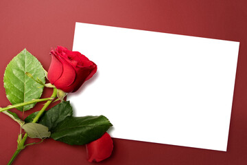 Empty white paper and red rose with a colored background