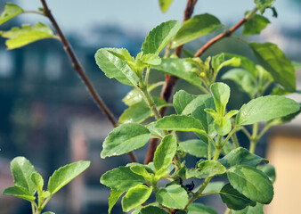 Closeup of tulsi (holy basil, Ocimum Tenuiflorum), an aromatic plant widely cultivated throughout Indian subcontinent and widely used in Hindu religious and medicinal purposes.