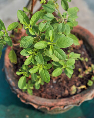 Closeup of tulsi (holy basil, Ocimum Tenuiflorum), an aromatic plant widely cultivated throughout Indian subcontinent and widely used in Hindu religious and medicinal purposes.