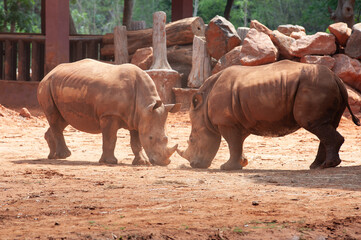 Two rhinos were staring at each other.