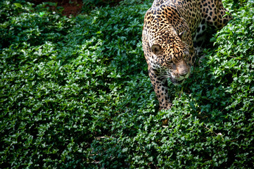 Medium Close up leopard walk on green ground