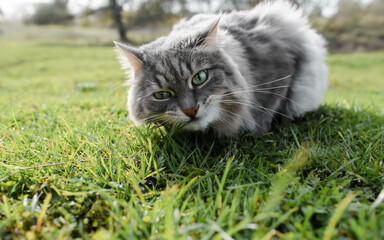 Naklejka na ściany i meble Cat eats green grass on the lawn outdoors, close-up. Portrait of a gray fluffy cat of siberian breed