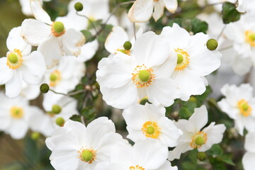秋明菊の白い花
