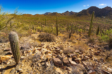 Desert scenery in Saguaro National Park