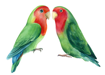 Naklejka na ściany i meble Lovebirds parrots Watercolor tropical birds illustration, hand drawing painting
