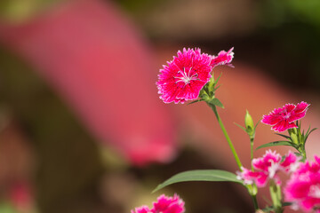 Dianthus repens or boreal carnation pink and purple.