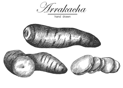 arracacha. hand drawing vegetables. vector illustration. sketch.