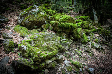 Bosque de hayas en la ruta de la cola de caballo. Torla, Huesca. Parque Nacional de Ordesa y Monte Perdido
