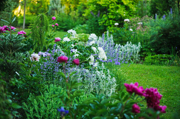 beautiful english style cottage garden view in summer with blooming peonies and companions -...