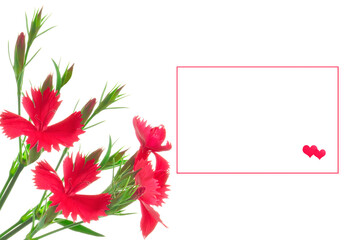 Valentine's Day. Bouquet of bright red carnations and white sheet of paper with two red hearts on white isolated background