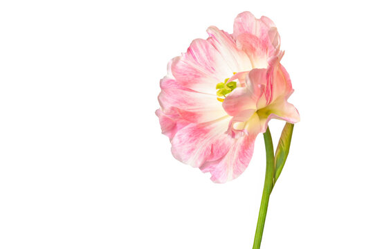 Pink and white terry tulip (Tulipa) on a white isolated background close up