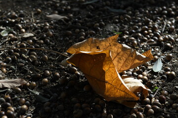 落ち葉とドングリ