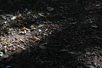 ドングリと落ち葉