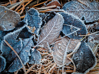 Dry grass and fallen leafs covered by white hoar. Brown dry leafs lie on frozen grass with hoarfrost.