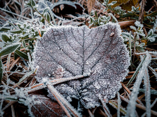 Green grass and fallen leafs covered by white hoar. Brown dry leafs lie on frozen grass with hoarfrost.