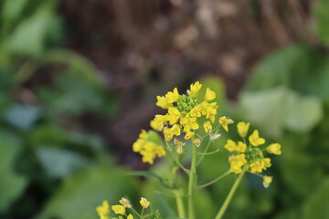 冬の野原に咲く黄色い菜の花