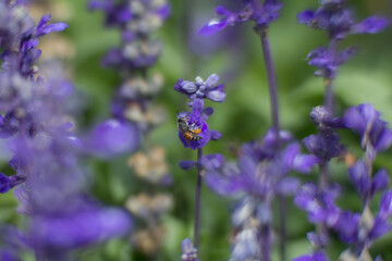 Close up purple salvia purple flowers in garden