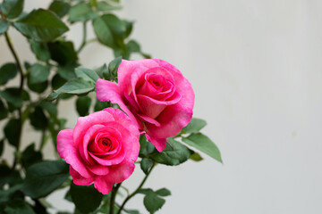 Rose on white background. Copy space