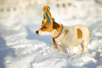 Jack Russell dog on the snow