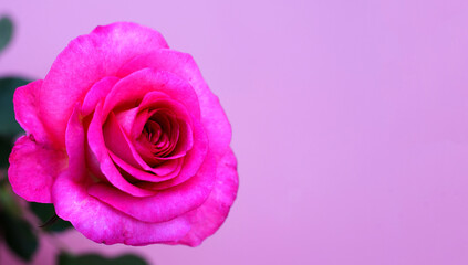 Rose flower on pink background. Valentine's day concept.