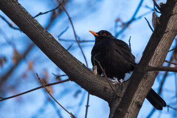 Common Male Blackbird Perched on a Branch and Enjoying Snow
