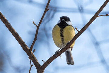 A Beautiful Great Tit Male Perched on a Branch in Winter