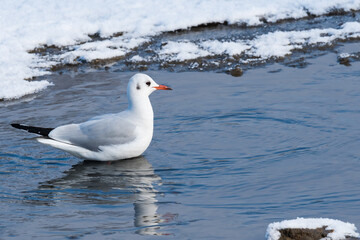 A White Seagull Swimming through a Small Lake in Winter