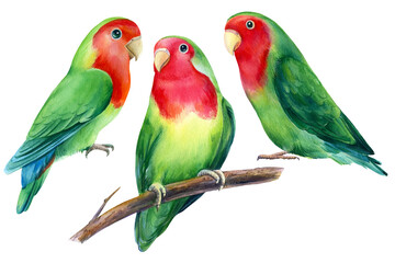Naklejka na ściany i meble Lovebirds parrots Watercolor tropical birds illustration, hand drawing painting