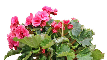 Fototapeta premium Bush of cultivated street pink begonia flowers isolated