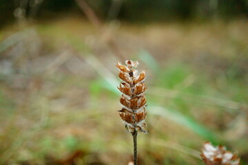 Macro photo of aged plant bud in autumn with green meadow background