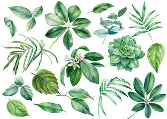 Flora design elements. Leaves of tropical plants on white background, watercolor botanical illustration