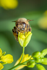 Image of bee or honeybee on flower collects nectar. Golden honeybee on flower pollen with space blur background for text. Insect. Animal.