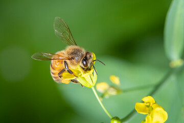 Image of bee or honeybee on flower collects nectar. Golden honeybee on flower pollen with space blur background for text. Insect. Animal.