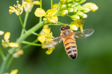 Image of bee or honeybee on flower collects nectar. Golden honeybee on flower pollen with space blur background for text. Insect. Animal.