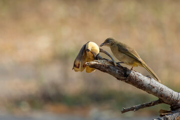 Image of Streak-eared bulbul birds eat bananas on nature background. Animal. Birds. (Pycnonotus blanfordi)