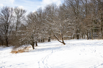 Winter Landscape of snow covered hills and trees with blue sky and some clouds, near Vienna, Austria.