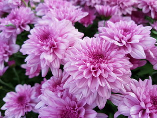 pink chrysanthemum flowers