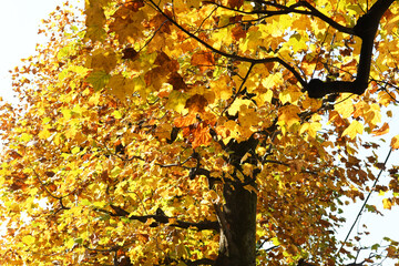 紅葉のグラデーション