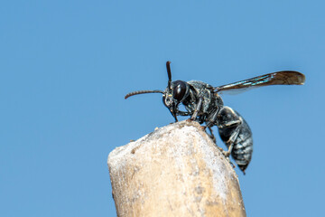 Image of black wasp on the stump on nature background. Insect. Animal.