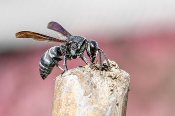 Image of black wasp on the stump on nature background. Insect. Animal.