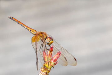 Image of orange dragonfly on nature background. Insect. Animal.