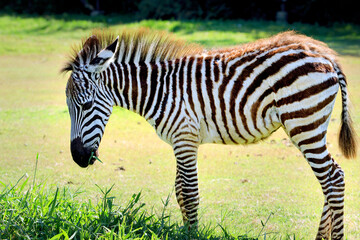 Fototapeta na wymiar little zebra on green grass field