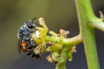 Image of little bee or dwarf bee(Apis florea) on yellow flower collects nectar on a natural background. Insect. Animal.