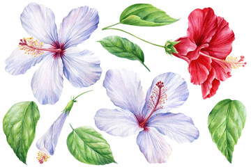 Set of Hibiscus flower, leaf, buds on isolated white background, watercolor illustration