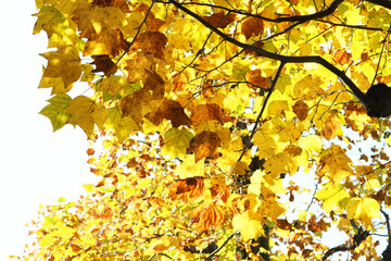 紅葉のグラデーション