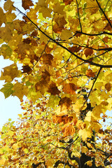 紅葉のグラデーション