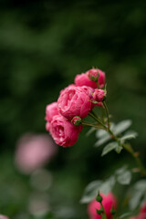 pink rose in garden