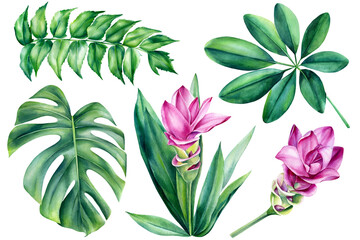 Fototapeta na wymiar Set of jungle flora, monstera leaf, turmeric flower on isolated white background, watercolor illustration